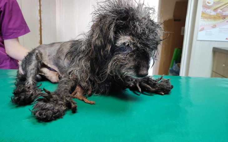 Zbiórka By Feniks odrodził się z popiołu - zdjęcie główne