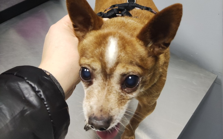 Zbiórka Na leczenie moich podpiecznych - zdjęcie główne