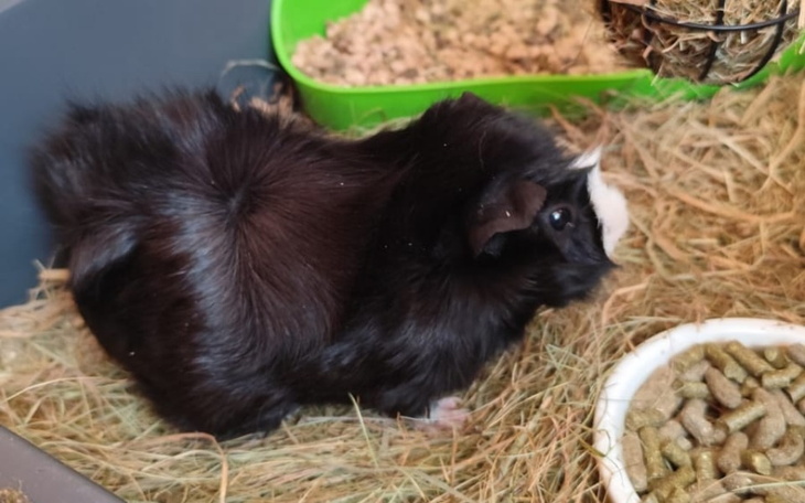 Zbiórka Operacja świnki morskiej tosi - zdjęcie główne