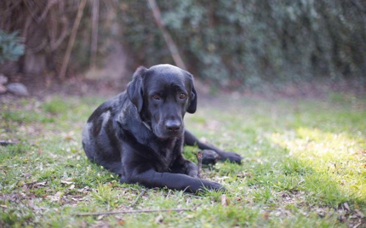 Zbiórka nowe plecki dla Sonarka <3 - zdjęcie główne