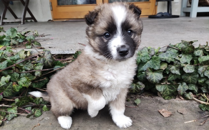 Zbiórka Przerzucony przez płot Bąbel - zdjęcie główne