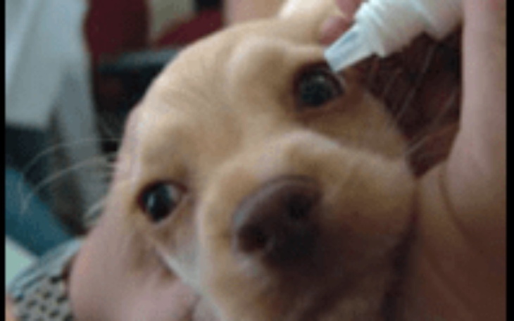 Zbiórka Pomoc chorego pieska - zdjęcie główne