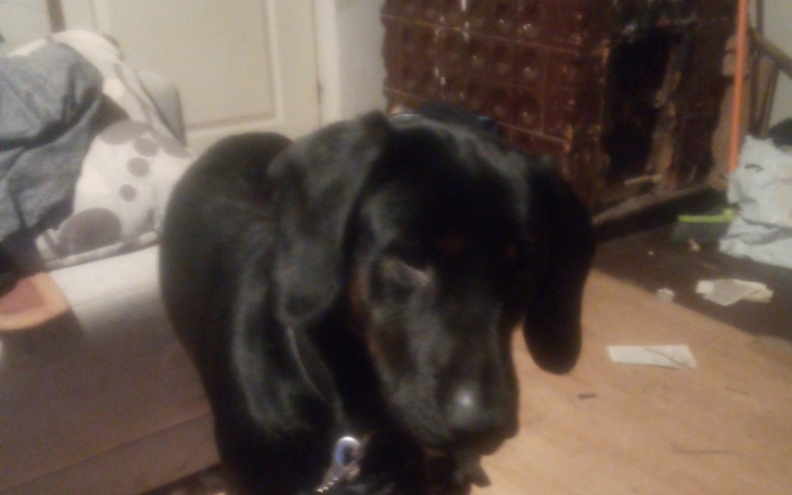 Zbiórka Dla biednych zwierzat - zdjęcie główne