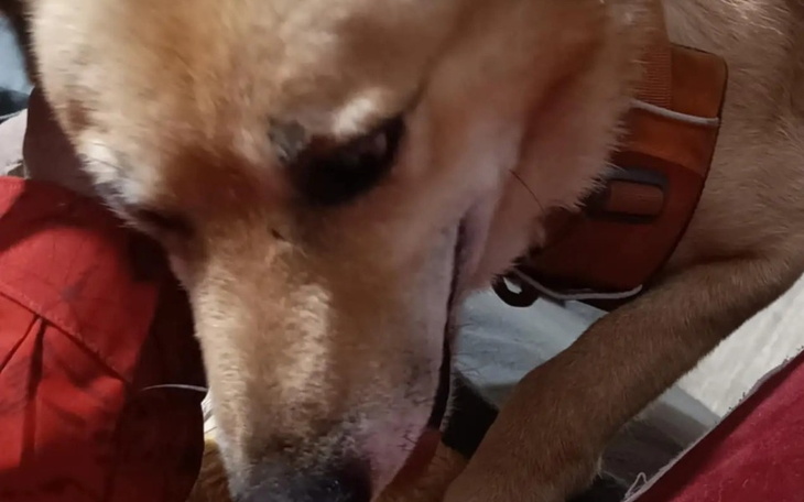 Pies z brązowym futrem, przytulający się do ręki właściciela.