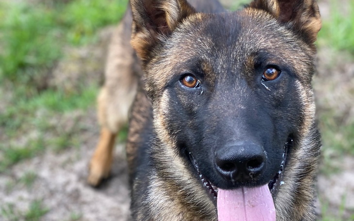 Zbiórka Dla Sargasa na zabieg zębów - zdjęcie główne