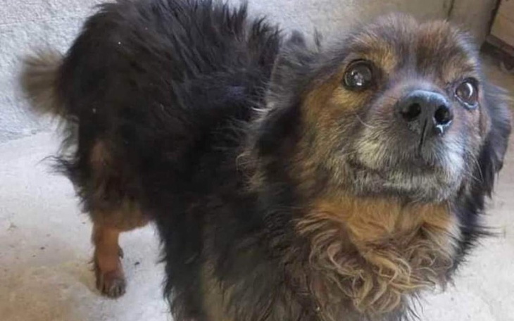 Zbiórka Schronisko albo hotel PILNE - zdjęcie główne