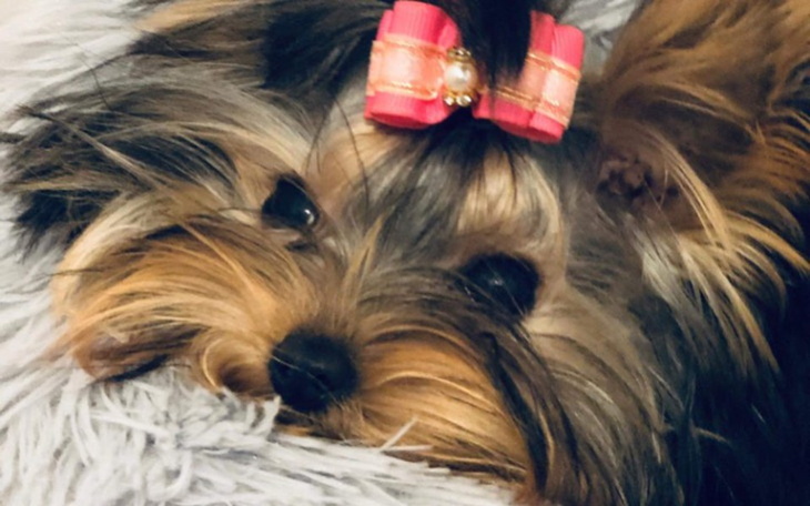 Zbiórka Zbiórka na operację dla Lejli - zdjęcie główne