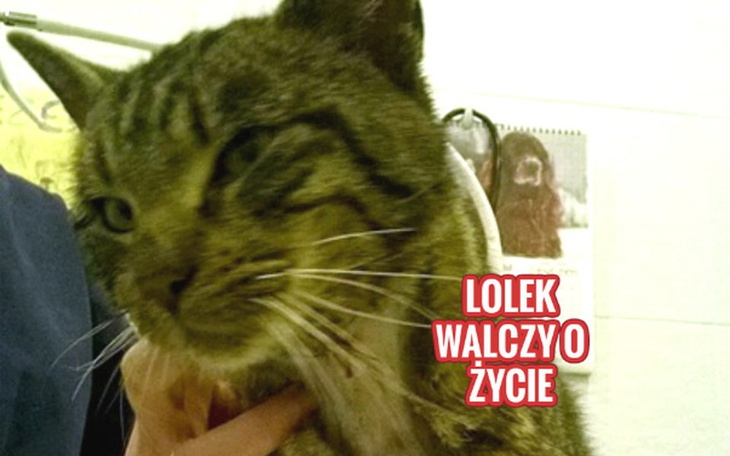 Zbiórka Lolek walczy o życie. - zdjęcie główne
