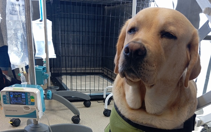 Zbiórka Leczenie Zety ropomacicze - zdjęcie główne