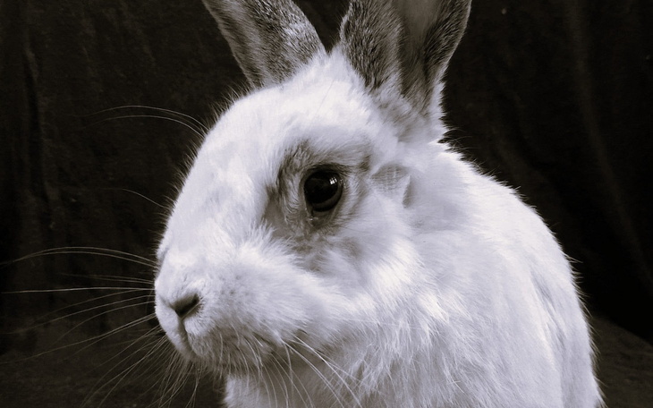 Biały królik na czarnym tle, z wyraźnymi detalami.