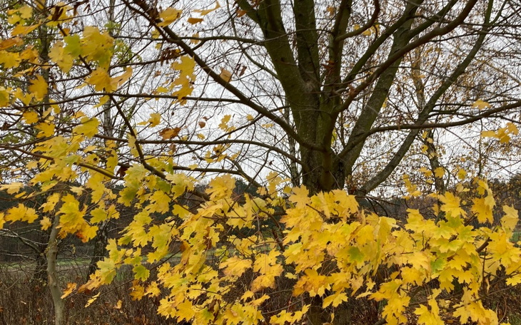 Zbiórka Na kurs sushi - zdjęcie główne