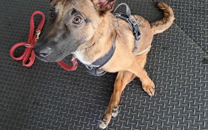 Pies rasy belgijski Malinois siedzący na podłodze.