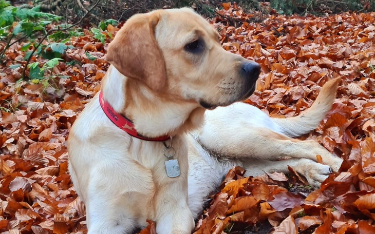 Zbiórka Operacja łap psa Karola - zdjęcie główne