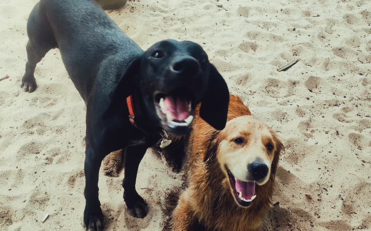 Zbiórka Nasza Wiśnia walczy o życie - zdjęcie główne