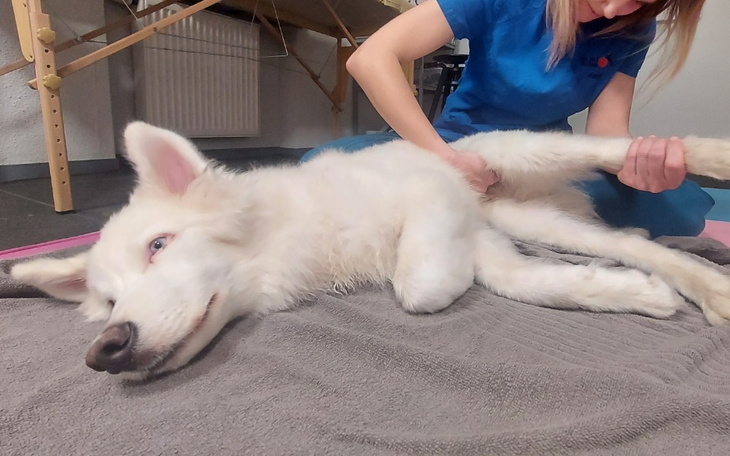 Zbiórka Rehabilitacja Reksio vel Rex - zdjęcie główne