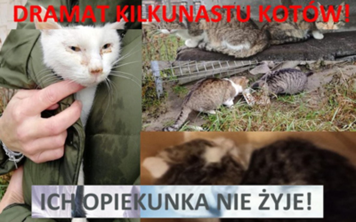 Zbiórka Umarła opiekunka , koty zostały - zdjęcie główne