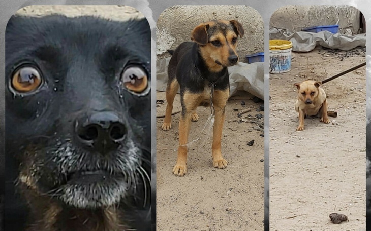 Zbiórka 3 psy po stracie opiekuna - zdjęcie główne