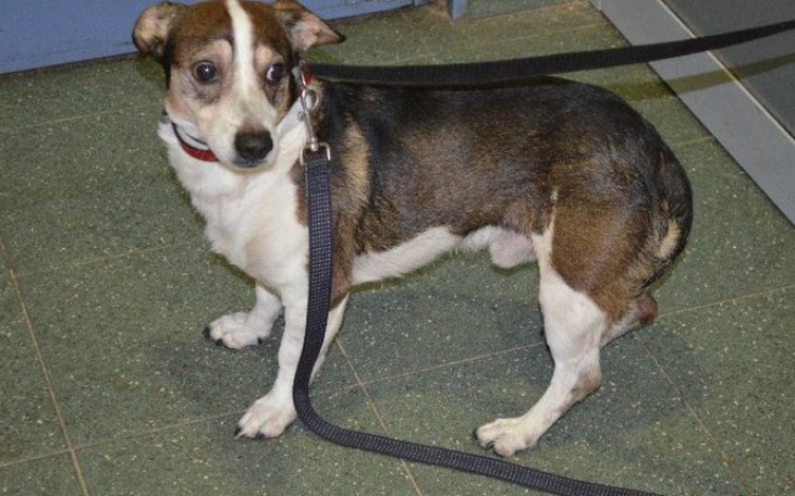 Zbiórka Psy na Paluchu - zdjęcie główne