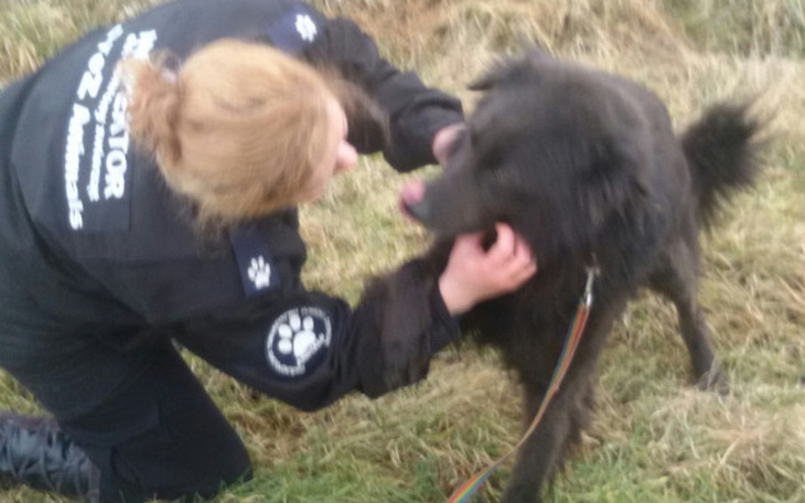 Zbiórka Skarbonka Animalsik - zdjęcie główne