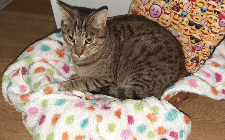 Zbiórka Ratunek dla Pusi - zdjęcie główne