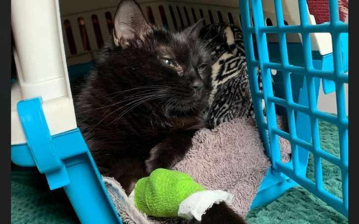 Czarny kot z opatrunkiem na łapie leży w transporterze.