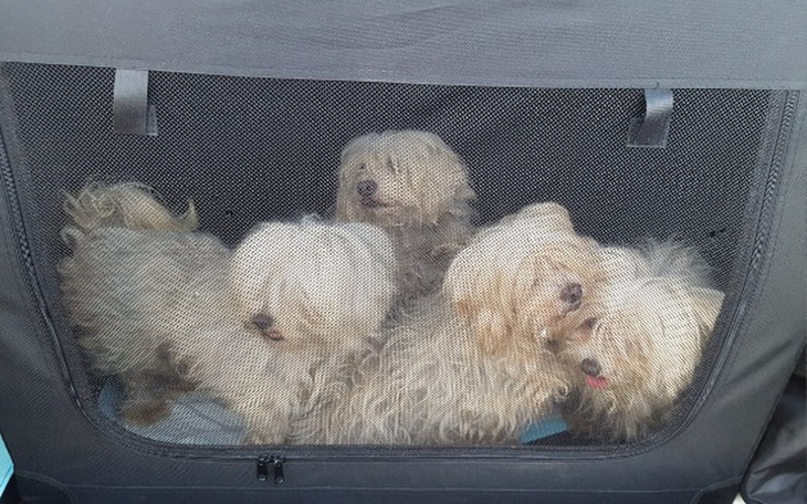 Zbiórka Wyrzucone jak śmieci... !!! - zdjęcie główne