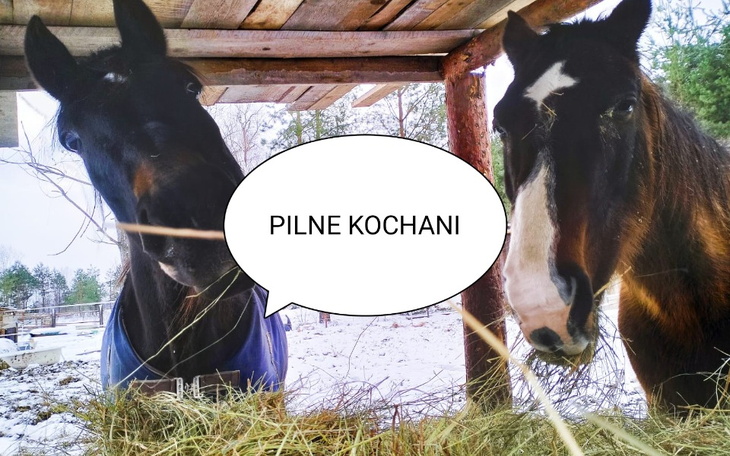 Zbiórka Pilnie na siano dla dzieciaków - zdjęcie główne