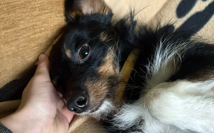 Pies leży na kanapie, zrelaksowany i szczęśliwy.