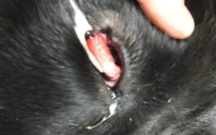 Zbiórka Walczę o życie ..Pomocy... - zdjęcie główne