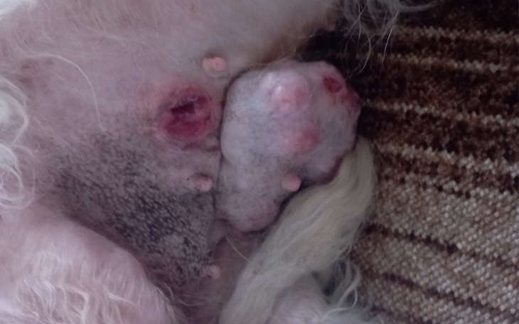 Zbiórka Zrzutka na chorą sonię - zdjęcie główne