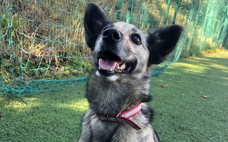 Szczęśliwy pies na zielonej trawie, uśmiechający się do kamery.