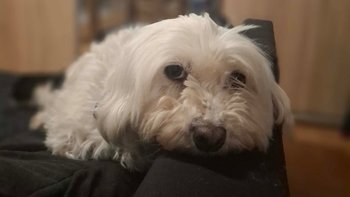 Zbiórka Majusia pragnie zacząć żyć - miniaturka zdjęcia