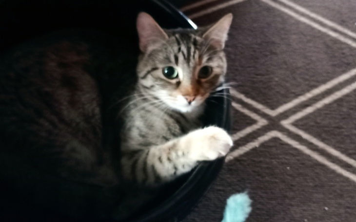 Kot w czarnym pojemniku, z ciekawym spojrzeniem i wyciągniętą łapką.