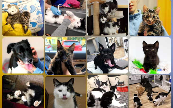 Kolaż zdjęć kotów i psów, pokazujący ich urocze chwile.
