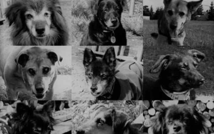 Zbiórka Nikt ich nie chce :( - zdjęcie główne