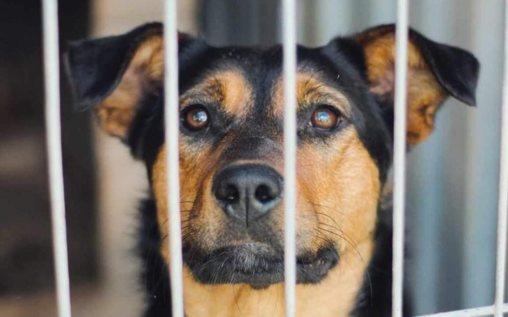 Zbiórka Błagamy o wsparcie - zdjęcie główne