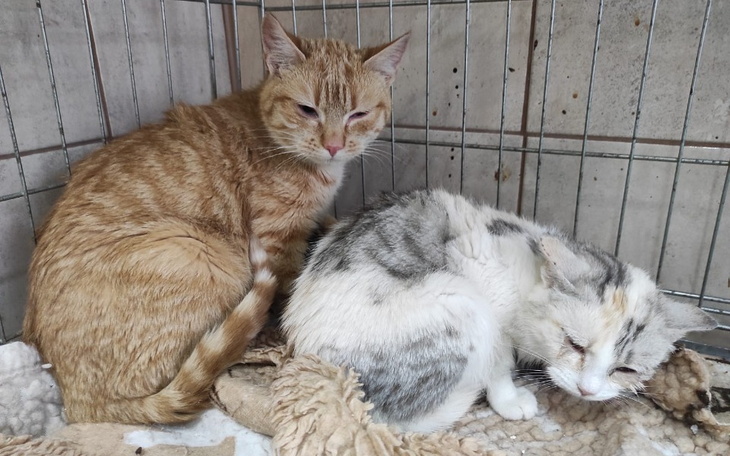 Dwa koty w klatce, jeden rudy, drugi szaro-biały, wyglądają na zmartwione.