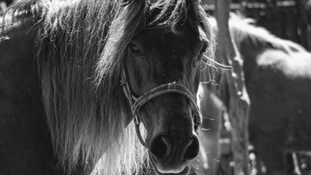 Zbiórka Mona Czekolada - miniaturka zdjęcia