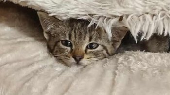 Zbiórka Szczepienia - miniaturka zdjęcia