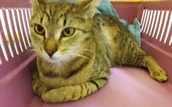 Zbiórka Zbieramy na operację kotki - zdjęcie główne