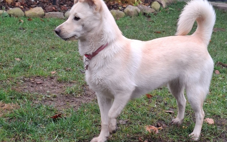 Biały pies na trawie, w pozycji stojącej.