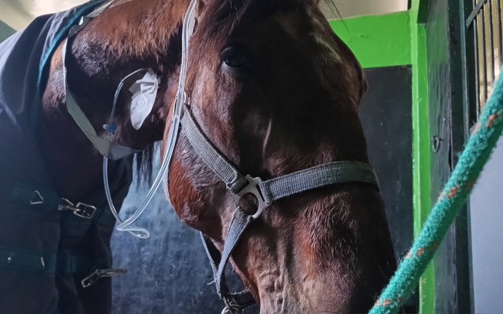 Koń w stajni, z opatrunkiem na szyi.