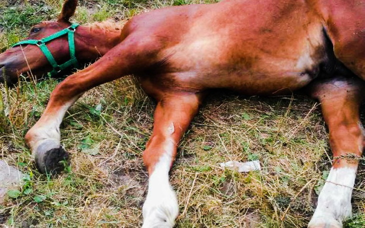 Zbiórka Roczna sierota z wyrokiem:Maciek - zdjęcie główne