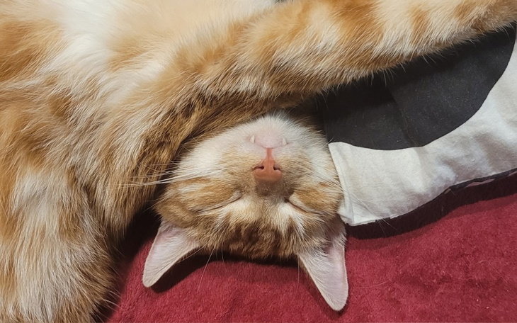 Kot śpiący na poduszce, z zamkniętymi oczami.