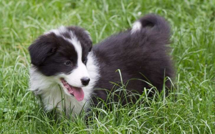 Zbiórka Pies z hodowli Border collie - zdjęcie główne