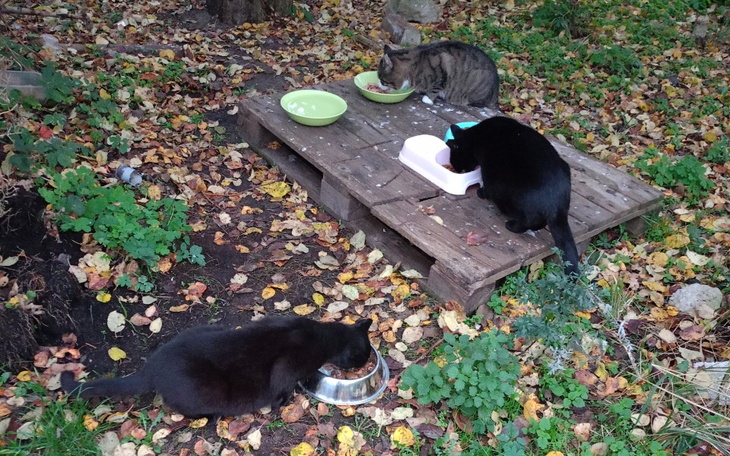 Trzy koty jedzące z misek na tle jesiennych liści.