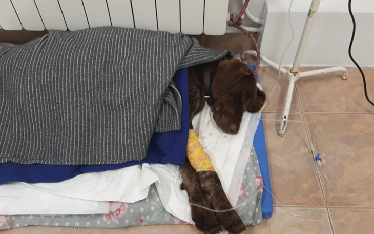 Pies śpiący pod kocem w szpitalu weterynaryjnym.