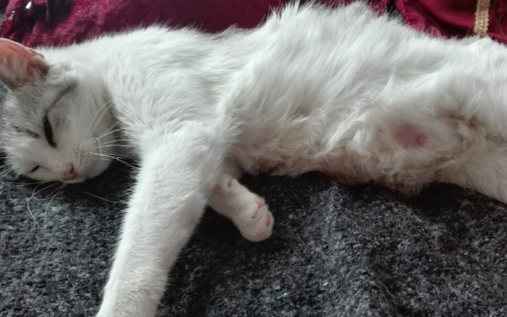 Zbiórka Karmiąca kotka na autostradzie - zdjęcie główne