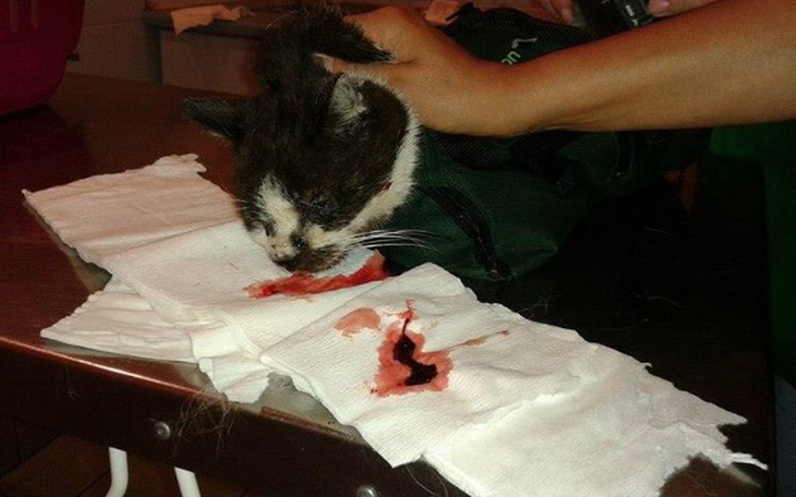 Zbiórka Walczymy o życie! - zdjęcie główne