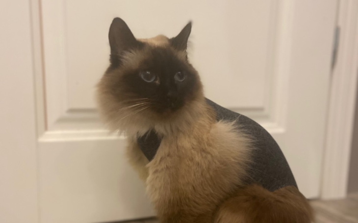 Zbiórka Chemioterapia kotki - zdjęcie główne